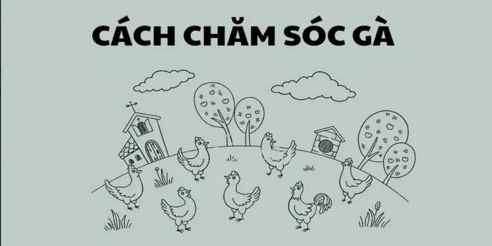 Vảy gà Huyền Trâm là gì? Cách nhận biết vảy gà quý Huyền Trâm 3 Hướng dẫn chi tiết cách chăm sóc gà có vảy Huyền Trâm khoa học