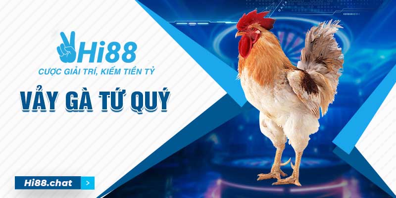 Vảy Gà Tứ Quý Là Gì? Có Phải Là Thần Kê Khó Tìm Không? 3 vảy gà tứ quý