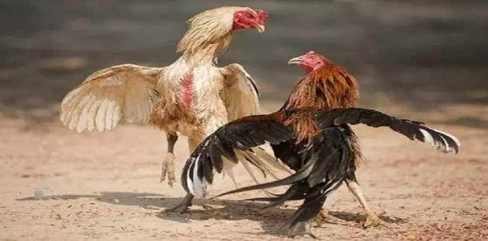 Vảy gà Tứ Quý Phủ Địa là gì? Cách nuôi gà đánh đâu thắng đó 1 Vảy gà Tứ Quý Phủ Địa rất quý hiếm trên thế giới và Việt Nam