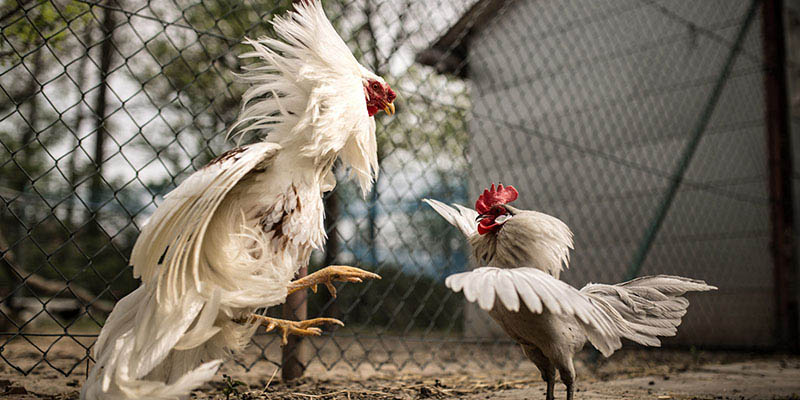 Gà Bướm Là Gì? Dòng Chiến Kê Này Có Mệnh Gì? 1 Tìm hiểu chi tiết về dòng gà bướm đang gây tiếng vang trên thị trường