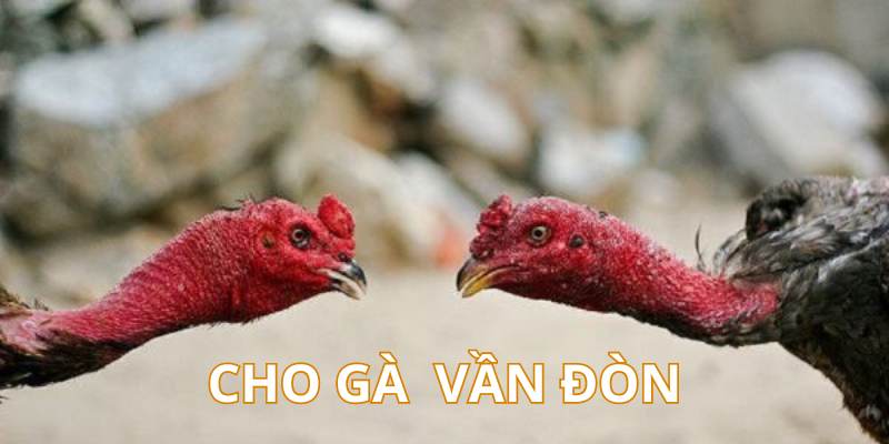 Cách Nuôi Gà Chọi Chuẩn Từ Cao Thủ - Cẩm Nang Mới Nhất 4 Cách nuôi gà chọi vần đòn để cải thiện sức bền