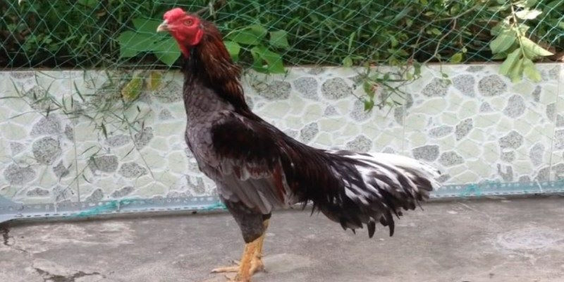 Gà Xám Là Gì? Thực Hư Câu Chuyện Chiến Kê Hùng Dũng 2 Dễ dàng phân loại đấu sĩ xám bất bại theo đặc điểm tự nhiên