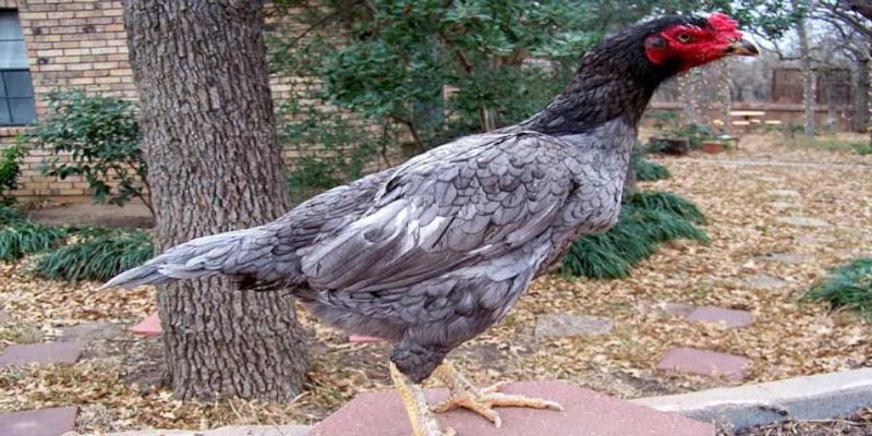 Gà Xám Là Gì? Thực Hư Câu Chuyện Chiến Kê Hùng Dũng 1 Sơ lược về gà màu xám là gì