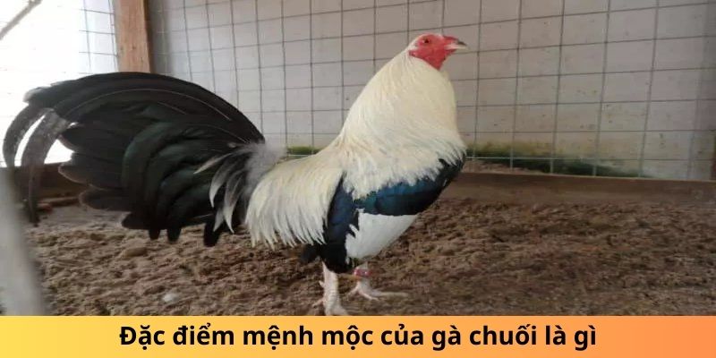 Gà Chuối Là Gì? Sự Thật Thú Vị Về Loài Gà Độc Đáo 2 Đặc điểm mệnh mộc của gà chuối là gì