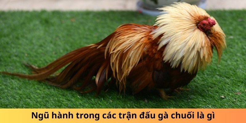 Gà Chuối Là Gì? Sự Thật Thú Vị Về Loài Gà Độc Đáo 4 Ngũ hành trong các trận đấu gà chuối là gì