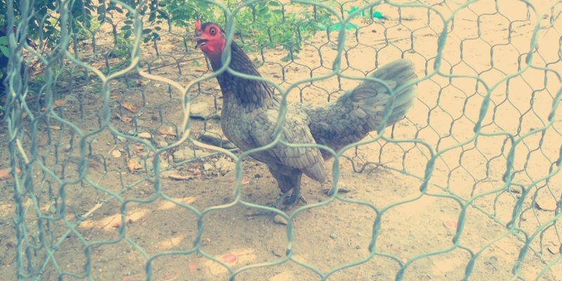 Gà Xám Là Gì? Thực Hư Câu Chuyện Chiến Kê Hùng Dũng 6 Chọn đấu sĩ chinh chiến bạn nên xem xét mọi lưu ý cần thiết